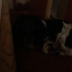 Meet your Posher, Steven